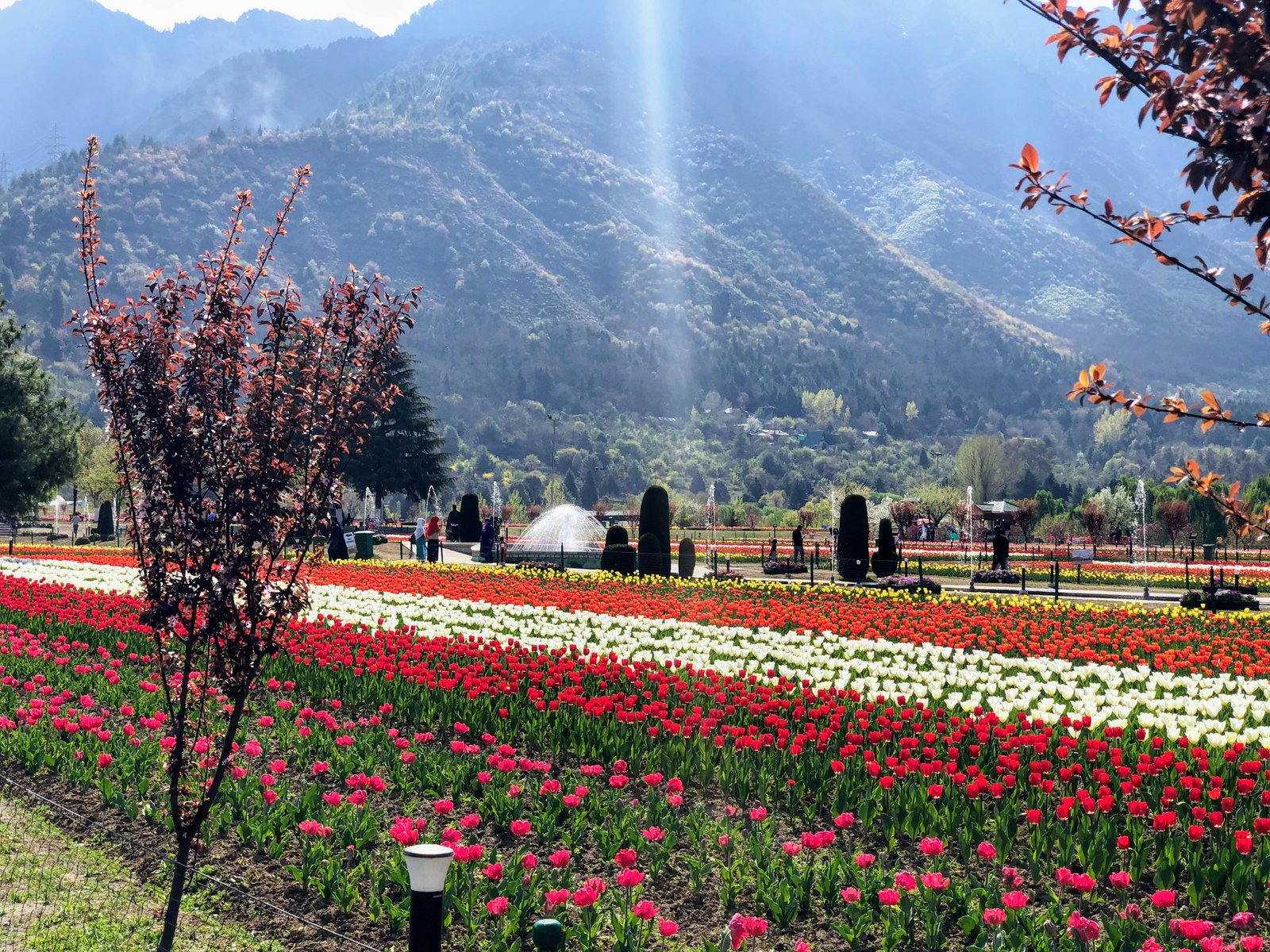 Kashmir Tulip Festival Special